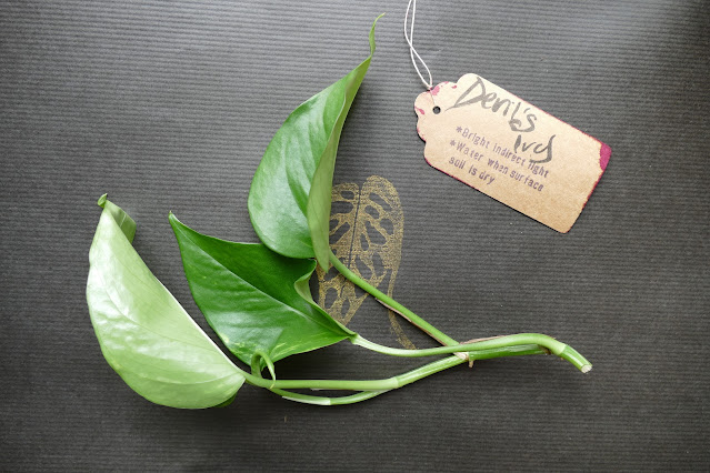 poppet plants review, houseplant gifts uk, plant lover gifts uk, best gift for plant lovers, mystery cuttings uk plants, plant cuttings mystery box