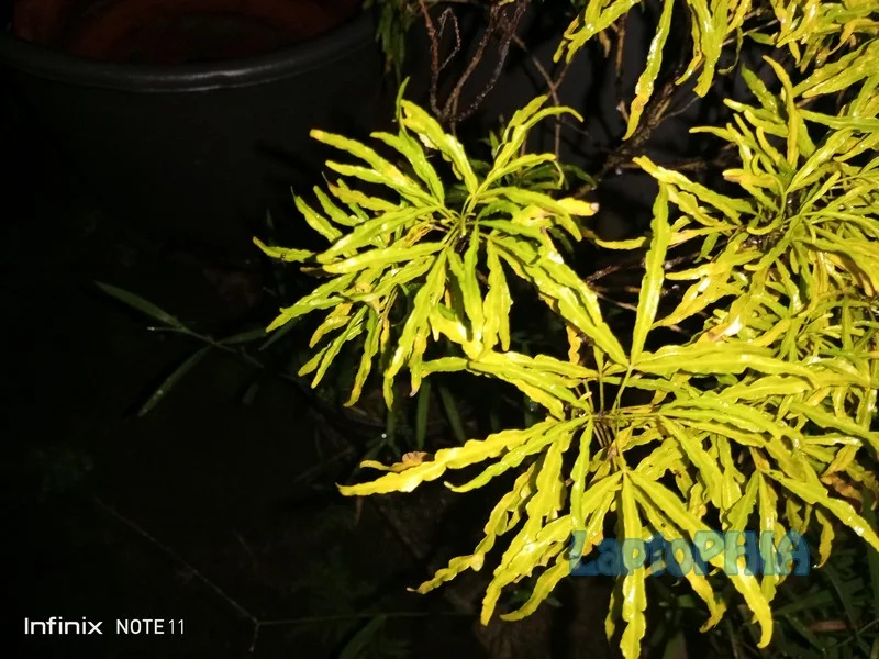 Hasil Foto Kamera Infinix Note 11