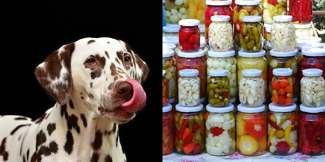 Can Dogs Eat Pickles 5