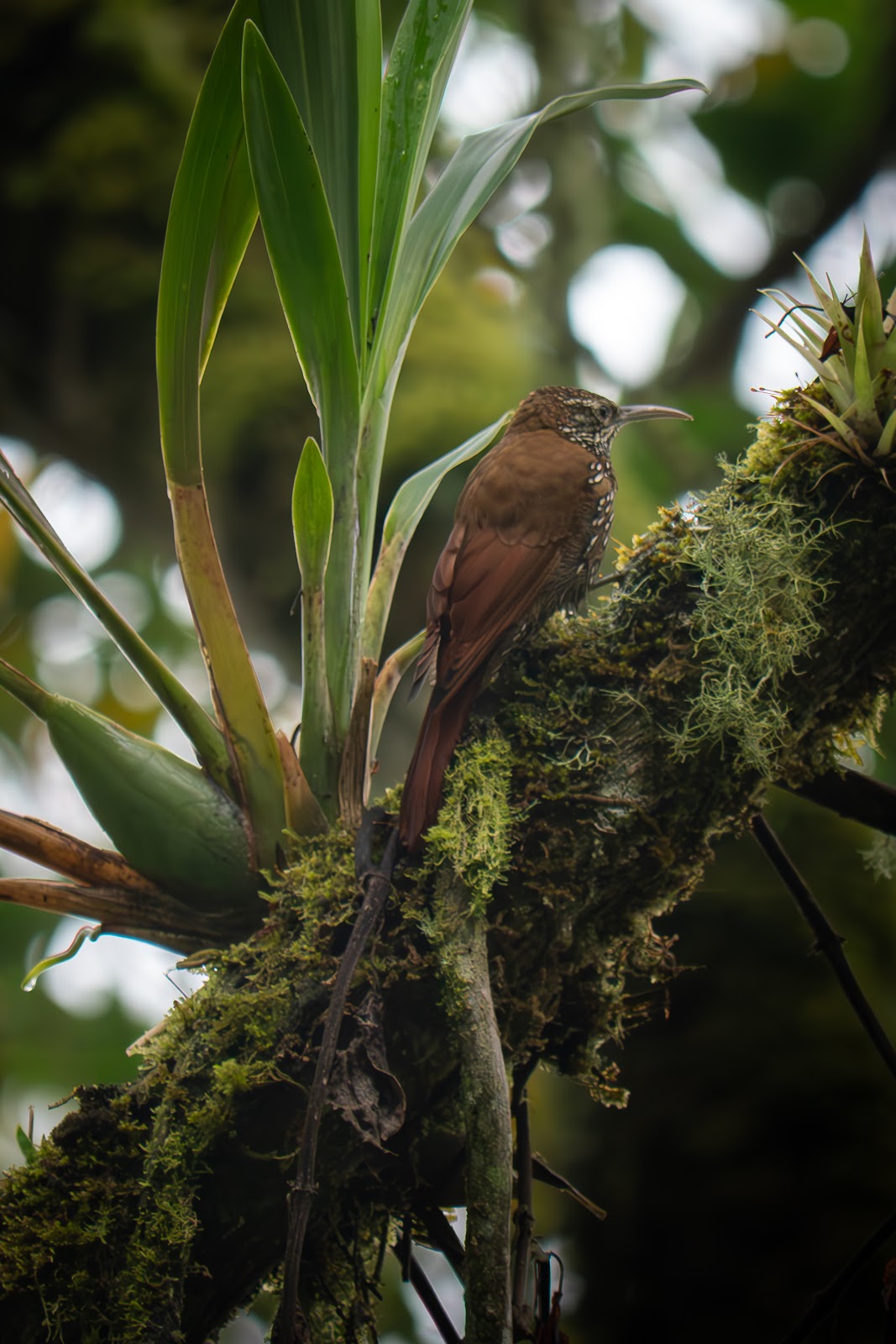 Colombia y Curazao: Pajareo, Amazonas y Caribe - Blogs de Colombia - Día 8: Demostrativa Don Miguel - Reserva Rio Blanco (12)