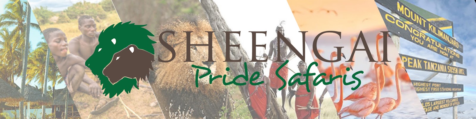 Sheengai Pride Safaris