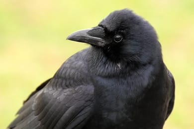 Essay on Crow