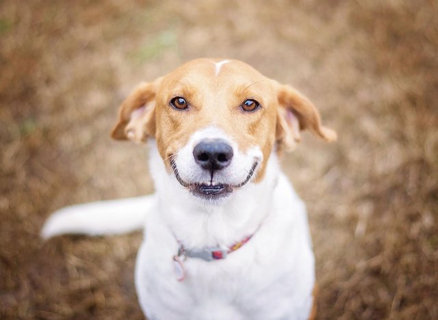 Cómo hacer feliz a un perro - 10 Consejos y Tips para Mantenerlo Feliz 🐕