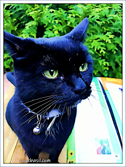 Parsley's Compost Selfie ©BionicBasil® Caturday Art Blog Hop, cat lovers, cat life, cat blog, top uk cat blog, black cat