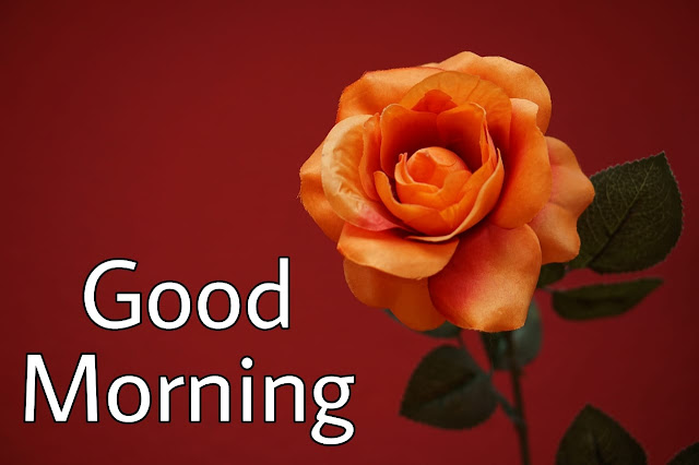 Orange Rose Good Morning Images