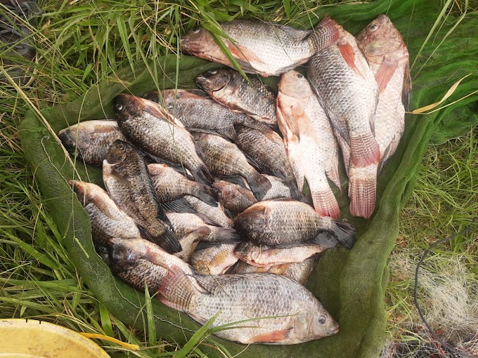 PATRULHA RURAL, DA GUARDA MUNICIPAL, APREENDE 15 QUILOS DE TILÁPIA E TARRAFA NA REPRESA NO DISTRITO DE BIRITIBA USSU