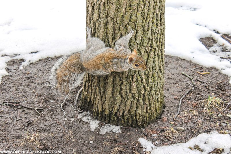 The squirrels of Niagara Falls, New York | On The Creek Blog // www.onthecreekblog.com