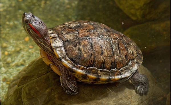 Red-Eared Slider Turtle: Species Profile