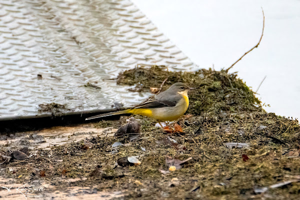 Grey wagtail