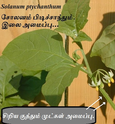 Solanum ptychanthum_leaf