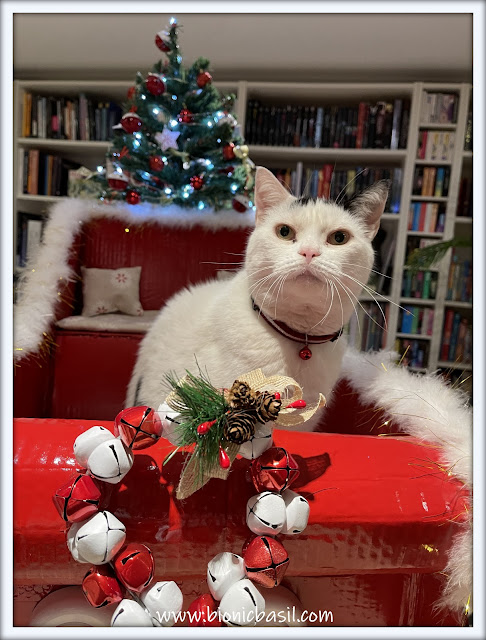 The BBHQ Mid-Week News Round-Up ©BionicBasil® Smooch Tests The Santa Paws Sled