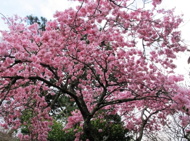 Prunus 'Pink Clouds'