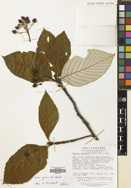 Рябина Гуаня / Гриффитария Гуаня (Sorbus guanii, =Griffitharia guanii)