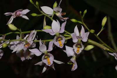 Barkeria orchid care