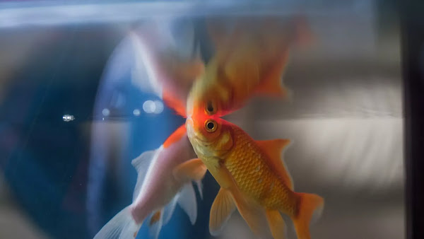 [VIDEO] Si les poissons savaient rouler? Des scientifiques mènent une expérience insolite