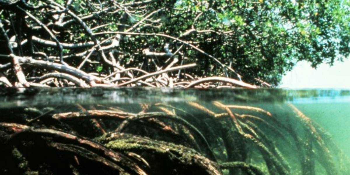 meio ambiente degradacao rio estuario paraiba porto mangue