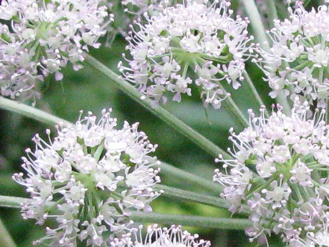 Cicuta Virosa, Water Hemlock