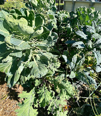 Brussels sprouts and kale