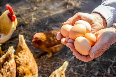 DISEASE CHALLENGES OF CAGE-FREE EGG PRODUCTION