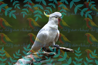 أنواع الببغاء بالصور والاسماء - مدونة ببغاء