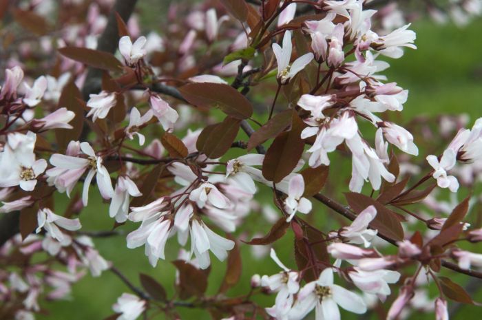 Amelanchier laevis 'R.J. Hilton'