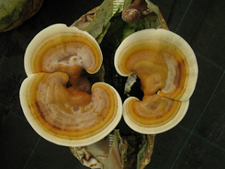 Reishi mushroom amazon.