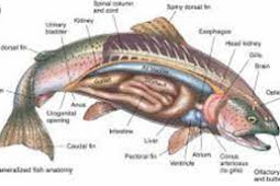 Morfologi Ikan Bandeng dan Perbedaan Ikan Bandeng Betina dengan Jantan