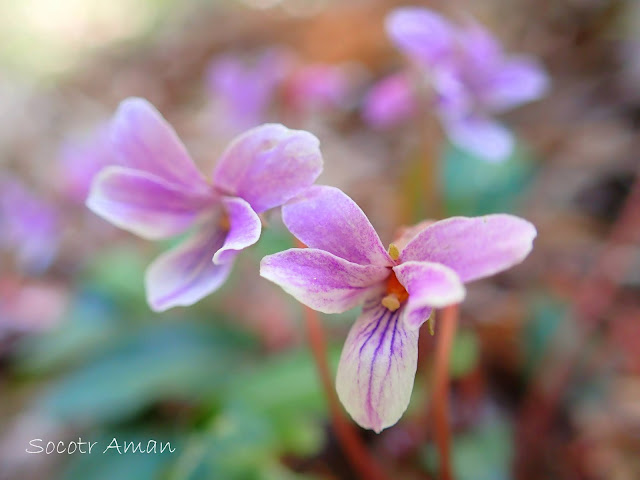 Viola violacea