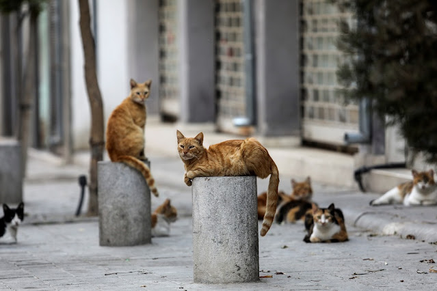 Number of stray cats in Cyprus estimated to be over one million