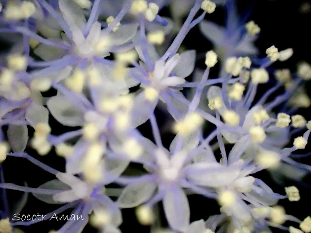 Hydrangea hirta