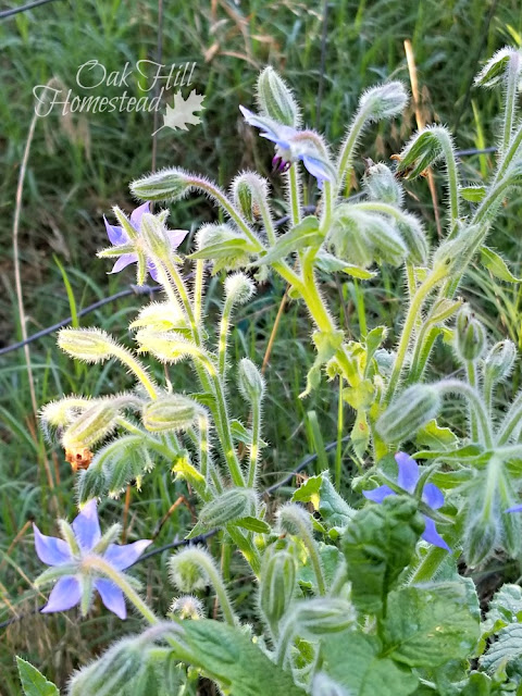 A borage plant with blue flowers growing in a garden.