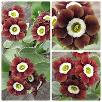 х аурикула "Дикий Мёд" ушковые примулы auricula