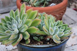 Echeveria 'Doris Taylor'