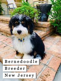 Bernedoodle breeder New Jersey