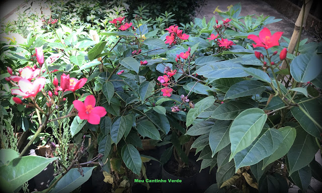 Jatropha integerrima