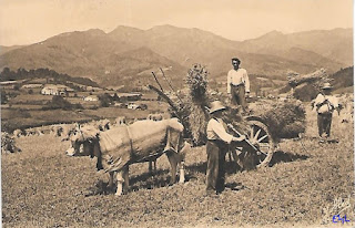 agriculture blé pays basque autrefois