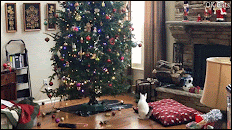 Christmas cat GIF • Crazy cat jumps to get the ornaments and takes the whole tree down with him!