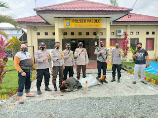 Judi sabung ayam di Palolo di gerebek polisi