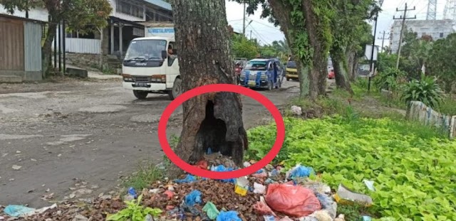 Pohon Mahoni Keropos Di Jalan Asahan Batu IV Kecamatan Siantar Sangat Membahayakan Pengguna Jalan