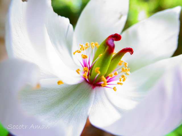 Paeonia japonica