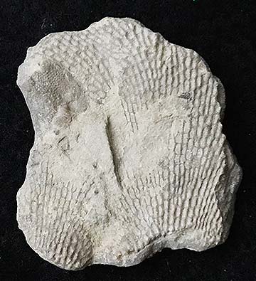 PALEO & GEO TOPICS: Comments by R. L. Squires: A Very Distinctive Fossil:  the Bryozoan Archimedes