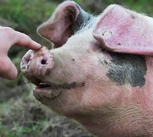 Nicaragua: Motociclista muere tras estrellarse contra un cerdo en Rancho Grande, Matagalpa