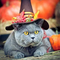 Disfraces de Halloween para gatos