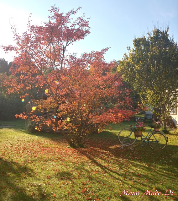 Kupfer-Felsenbirne (Amelanchier lamarckii) - Juneberry