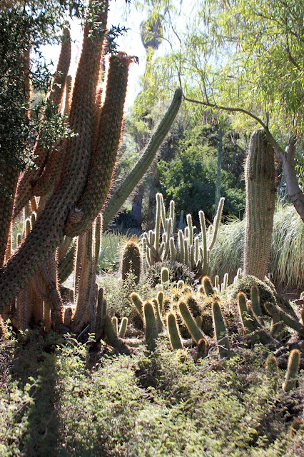 Magic hour in a cactus wonderland