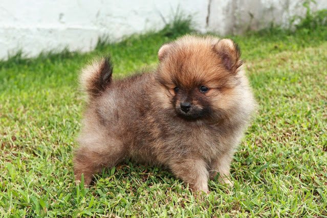 Pomeranian Dog Price In Sri Lanka