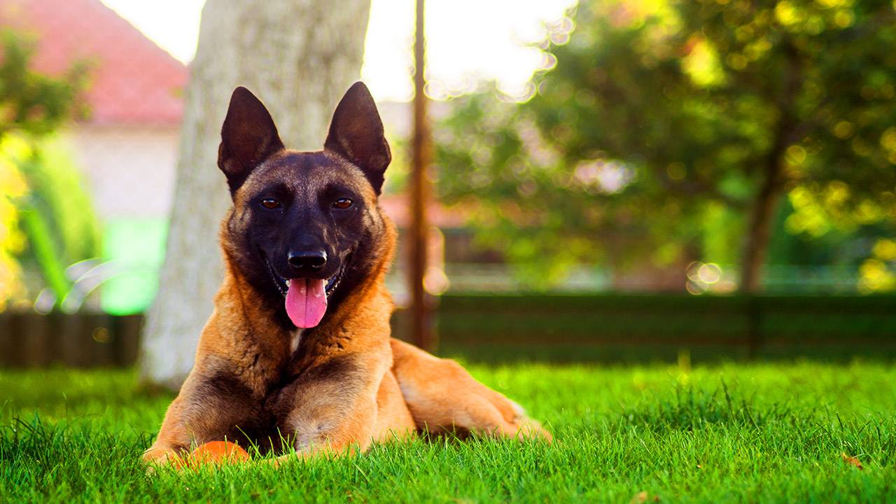 Berger malinois assurances