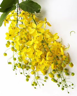 Golden Shower Flower