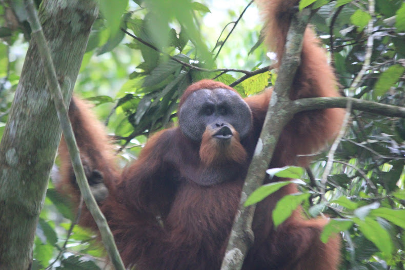 ORANG UTAN