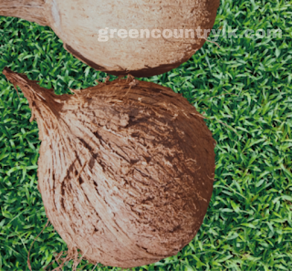 The coconut which removed husk pol gedi coconut picture with background removed benefits of coconut husk